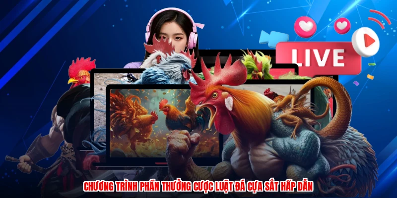 Chương trình phần thưởng cược luật đá cựa sắt hấp dẫn