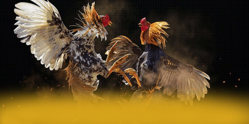 So sánh của [THUONG_HIEU] trong cùng phân khúc